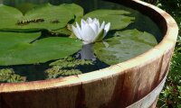 Demi tonneau de vin en bois de chêne - pot de fleurs ou mini étang:  sans trous de drainage (mini étang),huilé,sans roulettes,sans poignées