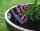 Demi tonneau de vin en bois de chêne - pot de fleurs ou mini étang