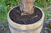 Tonneau de vin en bois de chêne - plate bande naturel,sans roulettes,190 litre,